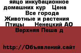 яйцо инкубационное домашних кур › Цена ­ 25 - Все города Животные и растения » Птицы   . Ненецкий АО,Верхняя Пеша д.